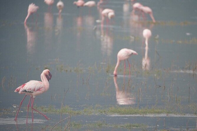 3 Day Safari to Serengeti National Park and Ngorongoro Crater - Meals on this camping safari: what you really get