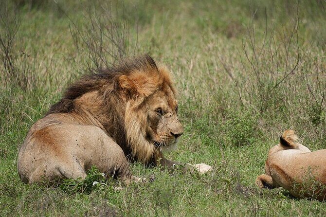 3 Day Safari to Serengeti National Park and Ngorongoro Crater - The guide experience: what Prisca and the team focus on