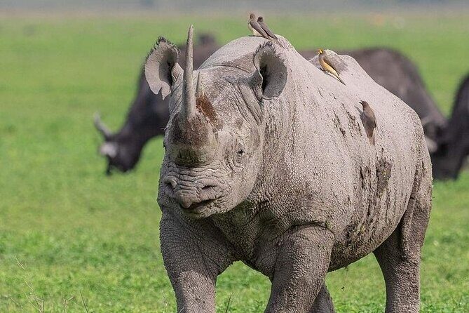 3 Day Safari to Serengeti National Park and Ngorongoro Crater - Day 2: Serengeti morning drive, then Ngorongoro rim overnight at Ngorongoro Simba Campsite