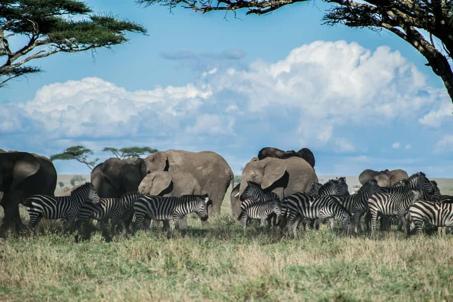 3-Day Safari to Serengeti & Ngorongoro + Balloon experience - Day 3: Ngorongoro Crater game drive and the Big Five focus