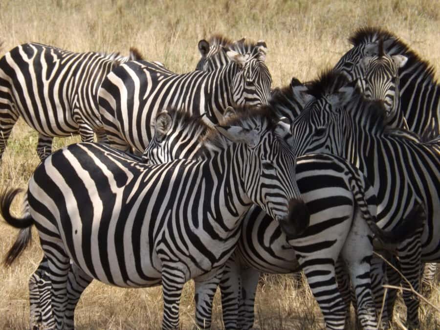 3-Day Safari to Serengeti & Ngorongoro + Balloon experience - The 4x4 Land Cruiser setup: comfort, viewing, and photo reality