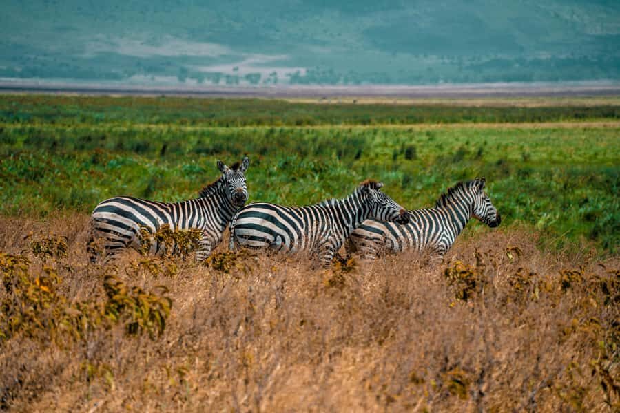 3-Day Safari to Serengeti & Ngorongoro + Balloon experience - What’s included (and how to think about lodges vs camping)