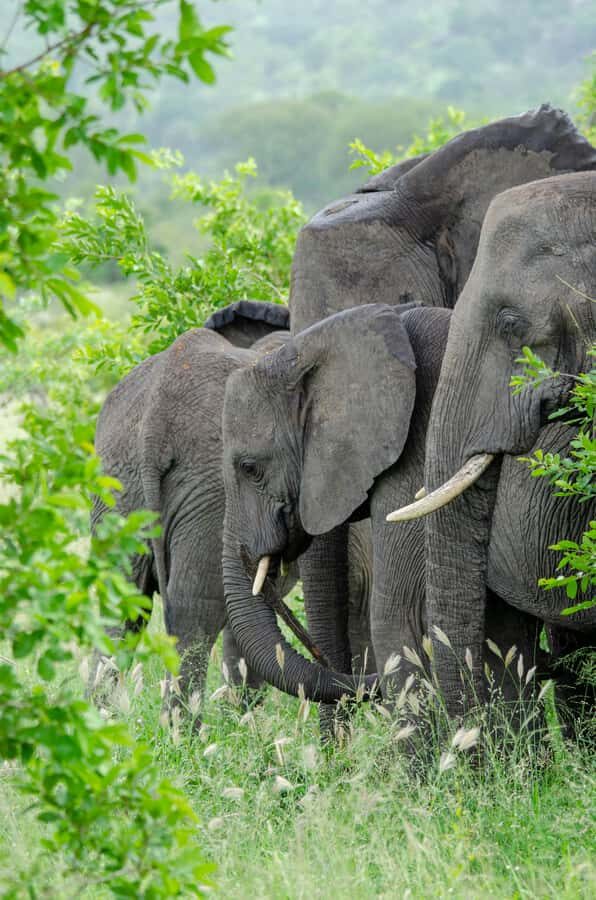 3-Day Safari to Serengeti & Ngorongoro + Balloon experience - What to pack for Serengeti mornings and crater day chills