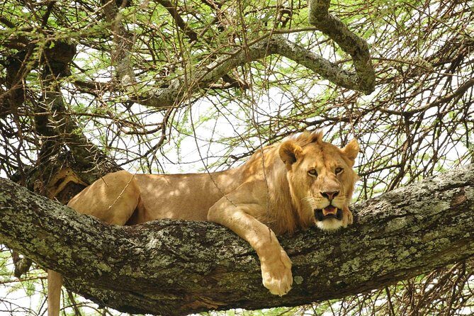3-Day Safari Tour to Tarangire National Park, Lake Manyara National Park and Ngorongoro Crater from Arusha - Day 1: Arusha to Tarangire, Then to a Manyara Lodge
