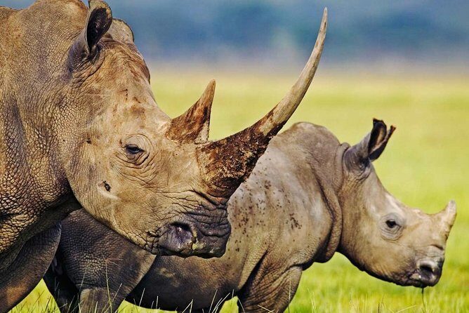 3-Day Safari Tour to Tarangire National Park, Lake Manyara National Park and Ngorongoro Crater from Arusha - Your Guide and the Small-Group Factor (Including Anthon)