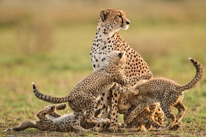 3-Day Safari Tour to Tarangire National Park, Lake Manyara National Park and Ngorongoro Crater from Arusha - Lodging: What to Expect at Twiga Lodge/Similar