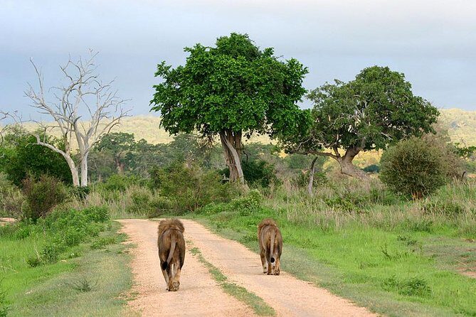 3-Day Safari Tour to Tarangire National Park, Lake Manyara National Park and Ngorongoro Crater from Arusha - Meals, Water, and the Packed Lunch Rhythm