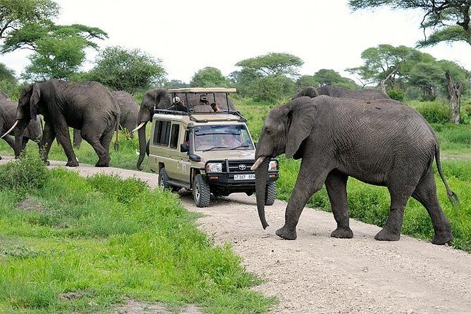 3-Day Safari Tour to Tarangire National Park, Lake Manyara National Park and Ngorongoro Crater from Arusha - Day 2: Tarangire to Lake Manyara for Another Full Day of Sighting