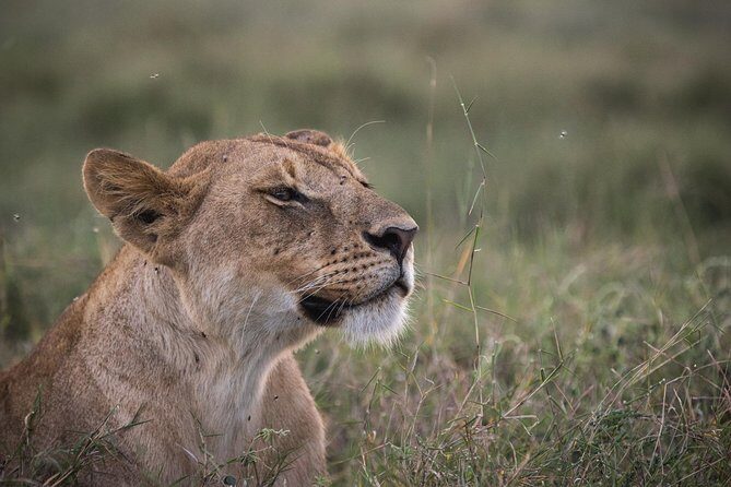 3-Day Selous Reserve mid-Range Safari - Day 1 in Selous: boat safari on the Rufiji River