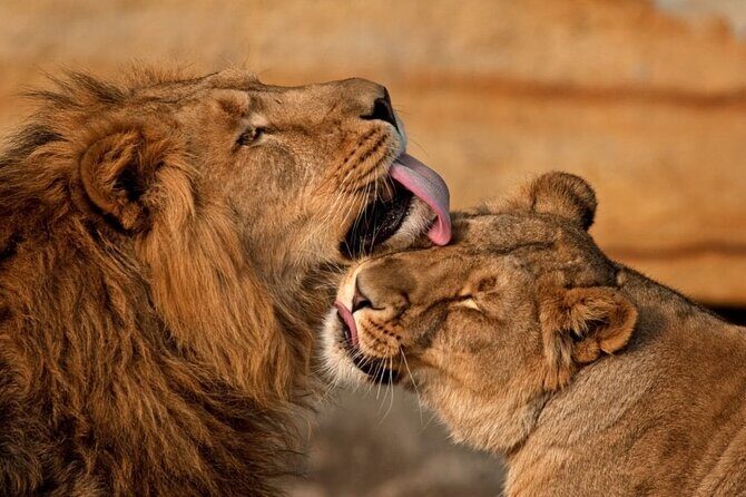 3 Day Sharing Safari - Manyara, Ngorongoro Crater and Tarangire National Parks - Should You Book This 3-Day Safari From Arusha?