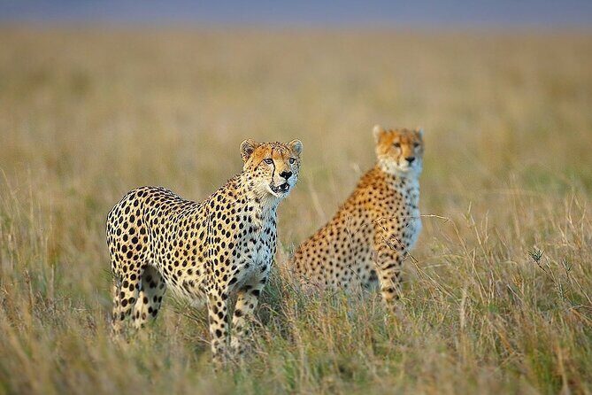 3 Day Sharing Safari - Manyara, Ngorongoro Crater and Tarangire National Parks - Tarangire National Park: Elephants at the Tarangire River