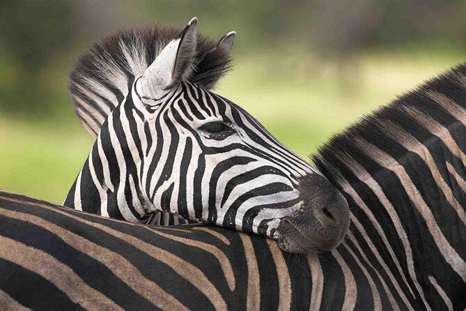 3 Day Tanzania Luxury Safari - Luxury Safari Value: What $2,400 Gets You in Tanzania