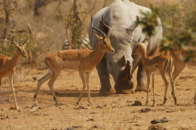 3 Day Tanzania Luxury Safari - Day 3 at Ngorongoro Crater: The 600-Meter Descent and Predator Watching