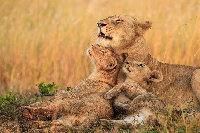3 Day Tanzania Luxury Safari - Lodges and Meals That Turn a Safari Into a Real Trip