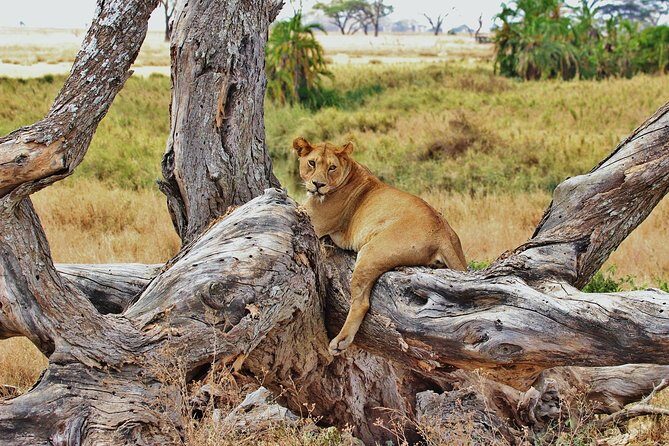 3 Day Tanzania Luxury Safari - What You’ll Likely See (and What to Manage Your Expectations Around)