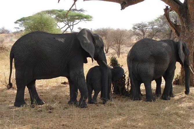 3 Day Tanzania Luxury Safari - Price and Logistics: Where This Package Shines