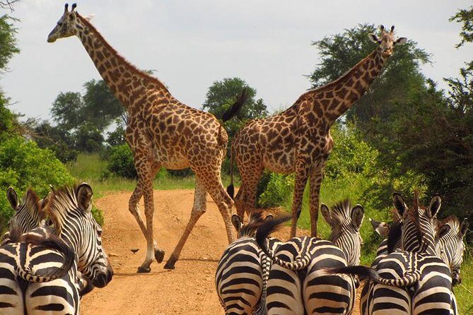 3 Day Tanzania Luxury Safari - Your 4x4, Pickup, and Guide Team: Private and Built for Wildlife Stops