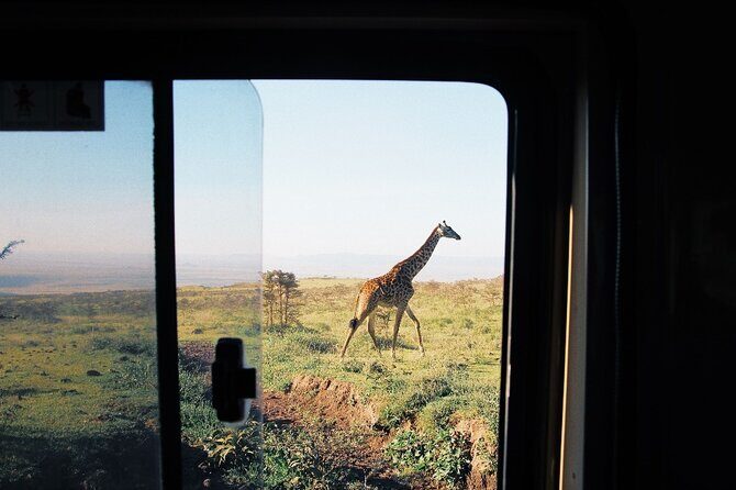 3-Day Tarangire, Lake Manyara and Ngorongoro - Day 1 in Tarangire: first herds, then a full afternoon drive