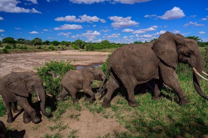 3-Day Tarangire, Lake Manyara and Ngorongoro - Price and value: what $700 buys (and why it feels fair)