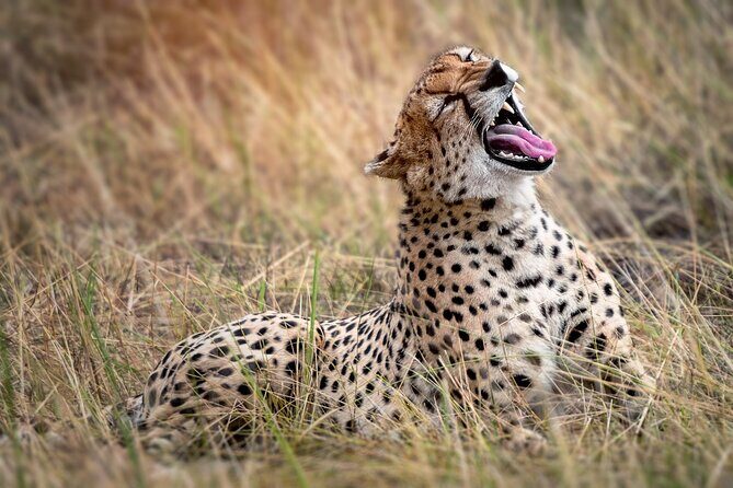 3-Day Tarangire, Lake Manyara and Ngorongoro - Should you book this safari?
