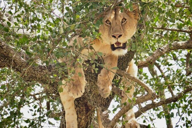 3-Day Tarangire, Lake Manyara and Ngorongoro - The Ngorongoro Crater day: long crater-floor viewing for black rhino odds