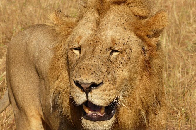 3 Day - Tarangire, Ngorongoro Crater Lake Manyara- Mid - Range - Day 2 at Ngorongoro Crater: why 6:30 AM matters