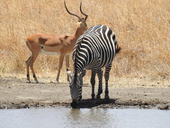 3 Day - Tarangire, Ngorongoro Crater Lake Manyara- Mid - Range - The guide-and-group setup: why small matters on safari