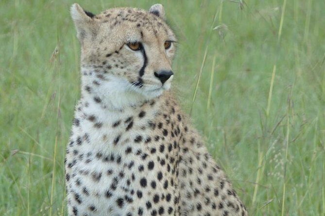 3 Day - Tarangire, Ngorongoro Crater Lake Manyara- Mid - Range - Comfort, timing, and the reality of early mornings