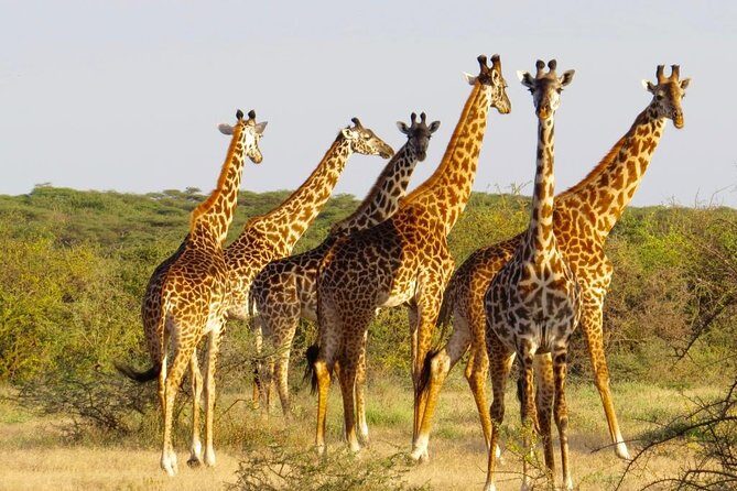 3 Day - Tarangire, Ngorongoro Crater Lake Manyara- Mid - Range - Should you book this 3-day Tanzania safari?