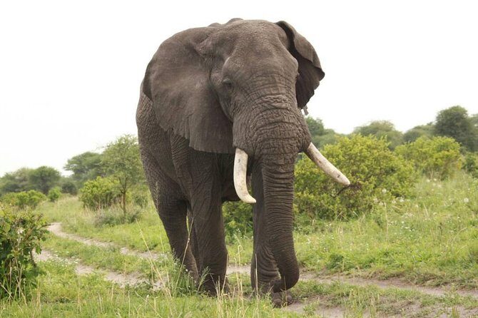 3-Day Tarangire, Ngorongoro Crater, Manyara Park - Entering The Safari Loop: Arusha Start, 3 Parks in 3 Days