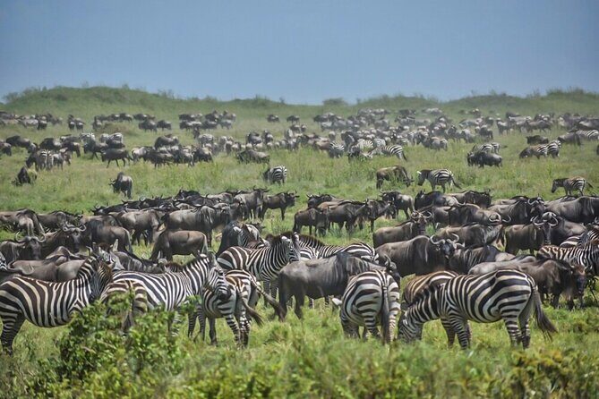 3-Day Tarangire, Ngorongoro Crater, Manyara Park - Meals Included: Fuel for Game Drives Without Extra Planning