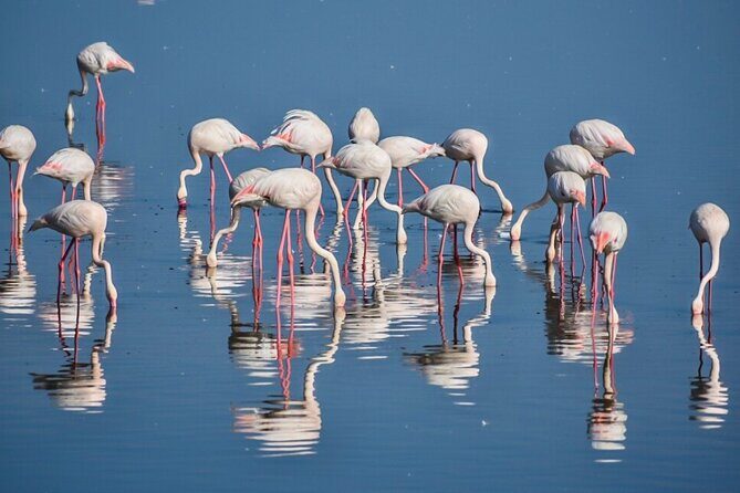 3-Day Tarangire, Ngorongoro Crater, Manyara Park - Price and Value: Is $1,640 Fair for This 3-Park Mix?