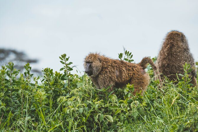 3-Day Tarangire, Ngorongoro & Manyara Best Tour & Safari - Small-Group Camping Safari From Arusha: What the 7:00 am Start Means