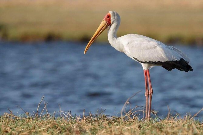3-Day Tarangire NP, Manyara NP & Ngorongoro Crater - Entering the Northern Circuit: Why a 3-Day Loop Works