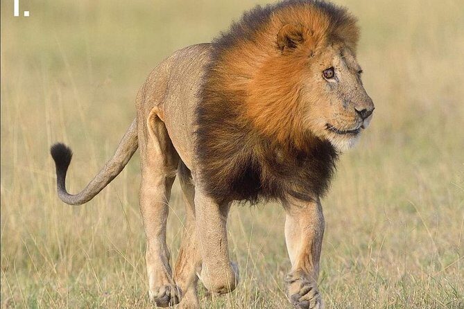 3-Day Tarangire NP, Manyara NP & Ngorongoro Crater - Lake Manyara on Day 3: Water, Forest Edges, and the Tree-Climbing Lion Theme