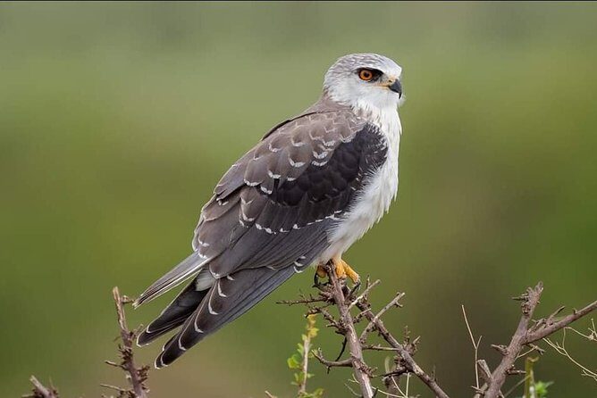 3-Day Tarangire NP, Manyara NP & Ngorongoro Crater - Guides, Food, and Camping Comfort: The Stuff You Feel Most