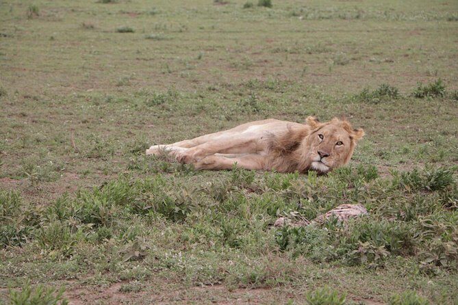3-Day Tarangire NP, Manyara NP & Ngorongoro Crater - Timing and Transfers: Pickup Morning to Airport Evening