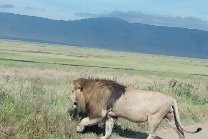 3-Day Tarangire NP, Manyara NP & Ngorongoro Crater - Day 1 in Tarangire: Baobabs, Elephants, and a River System That Changes Everything