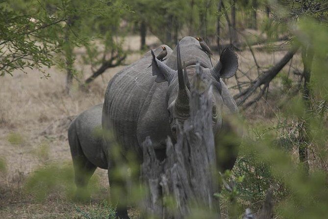3-Day Taste of Tanzania Safari (Tarangire National park and Ngorongoro Crater) - Day 2: Ngorongoro Crater Conservation Area and the Big Five inside a collapsed volcano