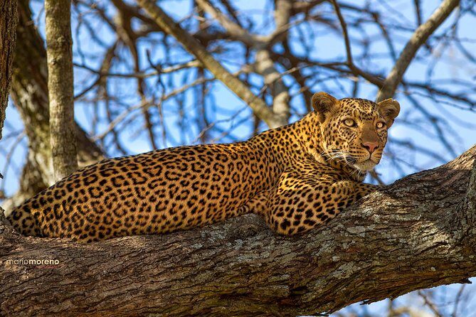 3-Day Taste of Tanzania Safari (Tarangire National park and Ngorongoro Crater) - What the private vehicle and guide approach really changes