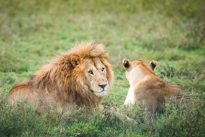 3-Day Taste of Tanzania Safari (Tarangire National park and Ngorongoro Crater) - Price and what’s included: where your $900 goes