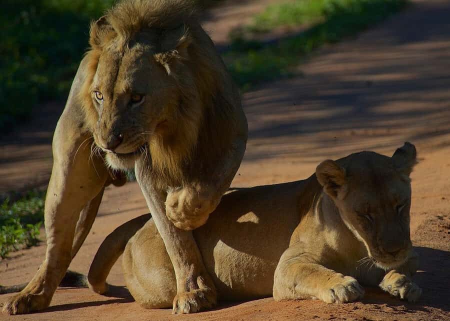3-day unforgettable memories from Dar-es-Salaam to Mikumi NP - Why Mikumi works as a Dar es Salaam safari plan
