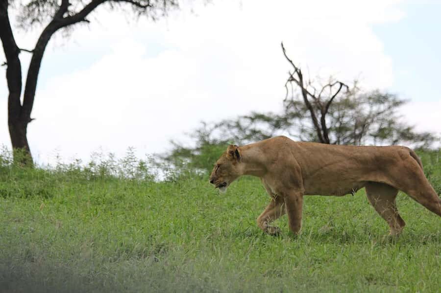 3-day unforgettable memories from Dar-es-Salaam to Mikumi NP - Day 2: Full-day open-jeep safari, animal spotting, and lunch inside the park