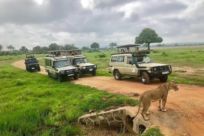 3 Days 2 Nights Adventures At Mikumi National Park - Day 3: early breakfast or packed breakfast and the drive back to Dar es Salaam
