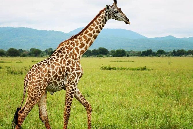 3 Days 2 Nights Adventures At Mikumi National Park - Day 1 inside Mikumi: half-day or evening game drive from the main gate