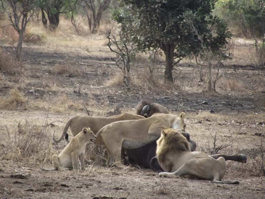 3 Days 2 Nights Amazing Masai Tour & Mikumi National Park - Key points you’ll care about