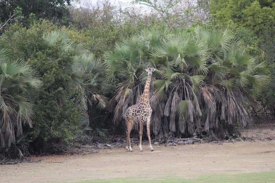 3 Days 2 Nights Amazing Masai Tour & Mikumi National Park - What your $680 pays for and why it can be good value