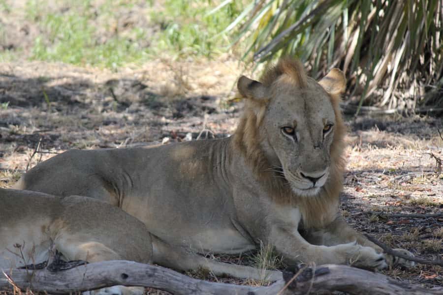 3 Days 2 Nights Amazing Masai Tour & Mikumi National Park - Arrival, departure, and the timing you should expect