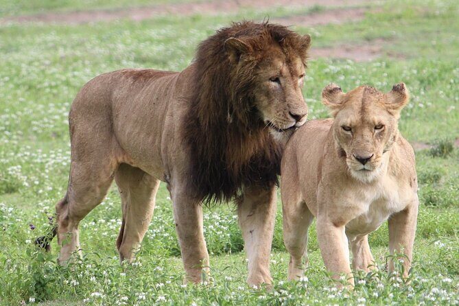 3 Days 2 Nights Group Joining Serengeti and Ngorogoro Safari - Day 1: Serengeti Morning Exit, Then Sunset Game Drive