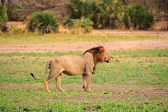3 Days 2 Nights Mikumi National Park from Dar es salaam road trip - Mikumi National Park From Dar es Salaam: Why This Road Trip Makes Sense